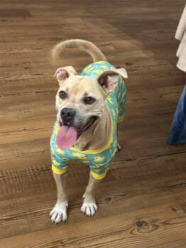 Annie Noel -  Terrier Dog for Adoption in Alexandria, Louisiana - Annie Noel | PetCurious