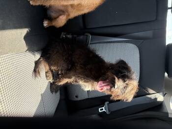 Luna -  Jack Russell Terrier Dog for Adoption in Plano, Texas - Luna | PetCurious