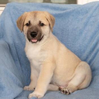 Pistol Pete -  Anatolian Shepherd Dog for Adoption in Pflugerville, Texas - Pistol Pete | PetCurious