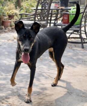 Labrador Retriever Dogs Available for Adoption - Peaches | PetCurious