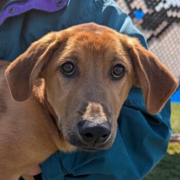 Labrador Retriever and Hound Dogs Available for Adoption - 189878 LOOKING FOR OWNER | PetCurious
