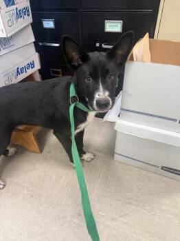 Scout -  Shepherd Dog for Adoption in Mobile, Alabama - Scout | PetCurious