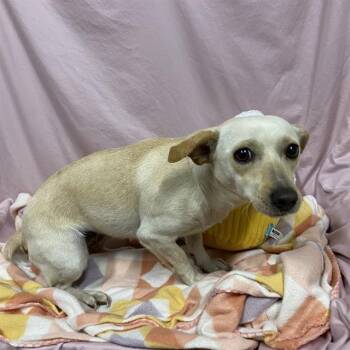 FLORA -  Chihuahua and Mixed Breed Dog for Adoption in Modesto, California - FLORA | PetCurious