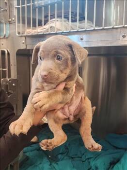 Rescue Labrador Retriever and Australian Cattle Dog Blue Heeler Dogs for Adoption in Houston, Texas - A645143 | PetCurious