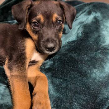 Lemon -  Labrador Retriever and Rottweiler Dog for Adoption in Sandy Hook, Manitoba - Lemon | PetCurious
