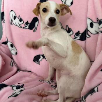 Venus -  Parson Russell Terrier Dog for Adoption in Sequatchie, Tennessee - Venus | PetCurious