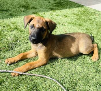 Rescue German Shepherd Dog Dogs for Adoption in Pleasant Hill, California - Belle | PetCurious