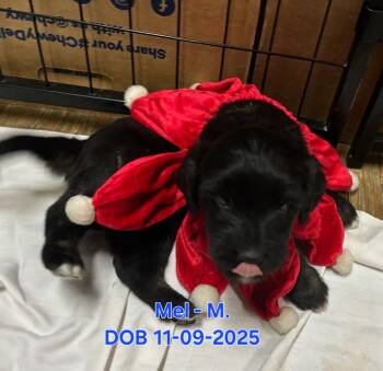 German Shepherd Dog and Labrador Retriever Dogs Available for Adoption in Nucla, Colorado - Mel Dayton | PetCurious