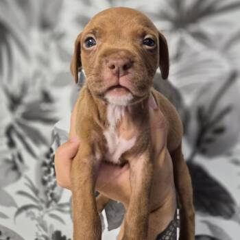 Basset Hound Dogs Available for Adoption in Wahiawa, Hawaii - Jackpot | PetCurious