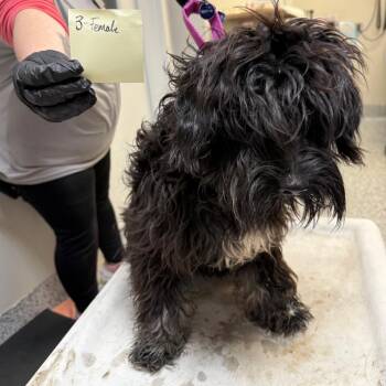 Biscotti -  Schnauzer and Mixed Breed Dog for Adoption in Great Falls, Montana - Biscotti | PetCurious