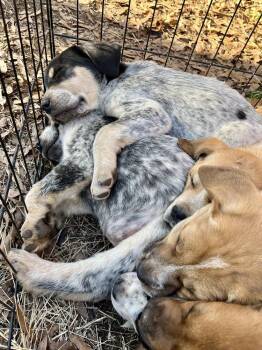 Great Pyrenees and English Coonhound Dogs Available for Adoption - Elsie | PetCurious
