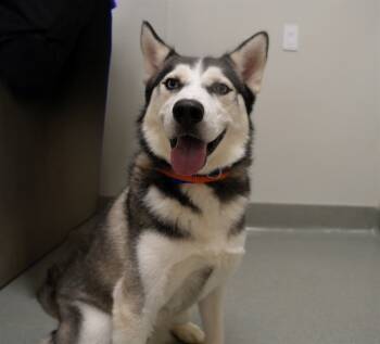 Rescue Siberian Husky Dogs for Adoption in Ontario, California - IGLOO | PetCurious