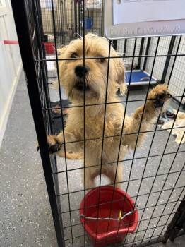 Dizzy -  Poodle and Terrier Dog for Adoption in Muskegon, Michigan - Dizzy | PetCurious