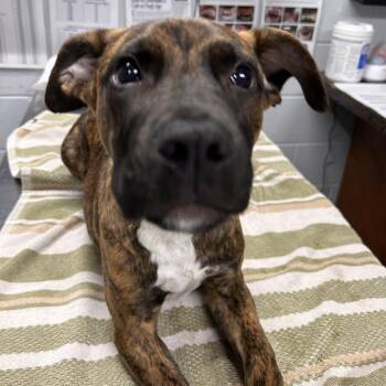 Pandora -  Terrier Dog for Adoption in Summerville, South Carolina - Pandora | PetCurious