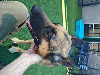 Ray ( cat friendly dog friendly kid friendly ) -  German Shepherd Dog Dog for Adoption in Greeneville, Tennessee - Ray ( Cat Friendly Dog Friendly Kid Friendly ) | PetCurious