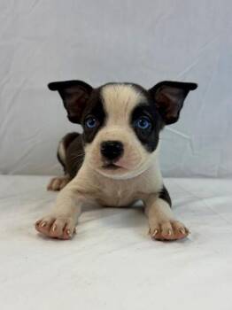 True Friend Bear -  Pit Bull Terrier and Husky Dog for Adoption in Morton Grove, Illinois - True Friend Bear | PetCurious