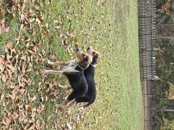 Rescue Treeing Walker Coonhound Dogs for Adoption in Charlotte, North Carolina - Molly And Missy | PetCurious