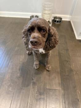 Tucker and Bailey - bonded pair -  Cocker Spaniel Dog for Adoption in Jackson, Georgia - Tucker And Bailey - Bonded Pair | PetCurious