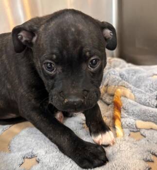 Dawn -  Boxer Dog for Adoption in Sioux City, Iowa - Dawn | PetCurious