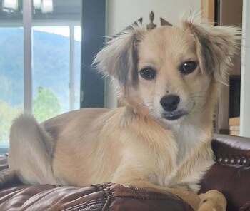 Chihuahua Dogs Available for Adoption in Roseburg, Oregon - Holly | PetCurious