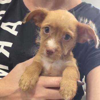 Arugula -  Terrier and Mixed Breed Dog for Adoption in Venice, Florida - Arugula | PetCurious