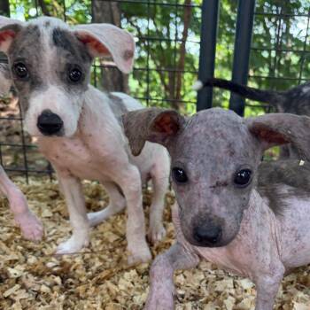 RoseMary -  Catahoula Leopard Dog Dog Available for Adoption in Parrish, Alabama - RoseMary | PetCurious