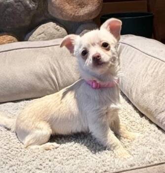 Wirehaired Terrier and Chihuahua Dogs Available for Adoption in Burlington, Washington - OPAL - BR | PetCurious