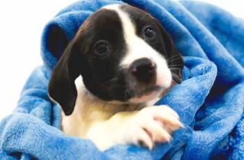 RONALD -  Labrador Retriever and Mixed Breed Dog for Adoption in Fort Lauderdale, Florida - RONALD | PetCurious