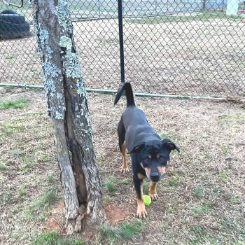 Mixed Breed Dogs Available for Adoption - Poppy Seed | PetCurious