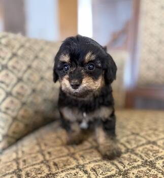 Dachshund and Miniature Poodle Dogs Available for Adoption in Iron Ridge, Wisconsin - Lenora | PetCurious