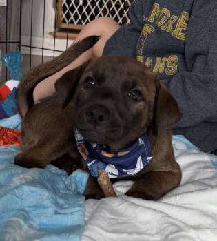 Shepherd Dogs Available for Adoption in Sycamore, Illinois - Buddy | PetCurious