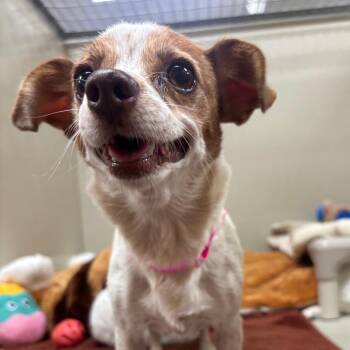 Latifa 54359 -  Chihuahua Dog for Adoption in Las Vegas, Nevada - Latifa 54359 | PetCurious