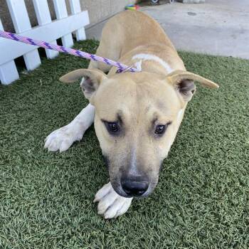A614540 -  Pit Bull Terrier and Mixed Breed Dog for Adoption in Modesto, California - A614540 | PetCurious