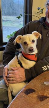 Chihuahua Dogs Available for Adoption in Brunswick, Maine - Pudge | PetCurious