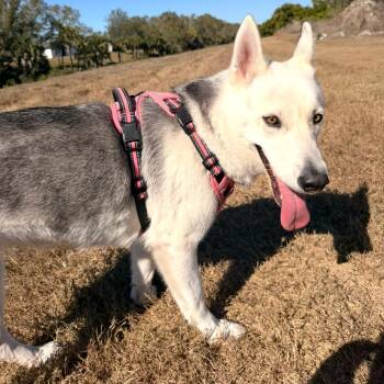 Luna -  Mixed Breed Dog for Adoption in Sarasota, Florida - Luna | PetCurious