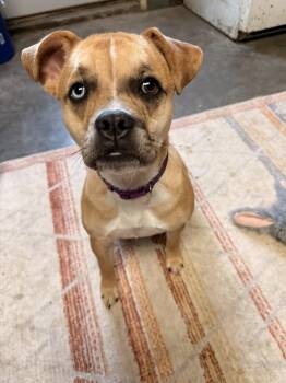 Pug and Bulldog Dogs Available for Adoption - Moira | PetCurious