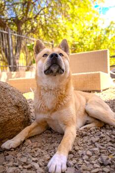 Rescue Jindo Dogs for Adoption in Wells, Nevada - Namu (Courtesy Post) | PetCurious