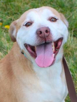 Retriever and Mixed Breed Dogs Available for Adoption in Taylorsville, North Carolina - Drew | PetCurious