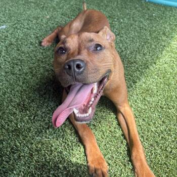 Chorizo -  Pit Bull Terrier Dog for Adoption in Eatontown, New Jersey - Chorizo | PetCurious
