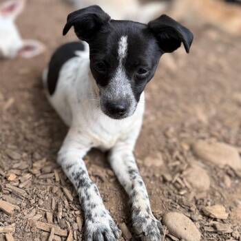Storm -  Australian Cattle Dog Blue Heeler Dog for Adoption in Chico, California - Storm | PetCurious