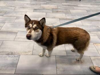 Siberian Husky Dogs Available for Adoption in Charlotte, North Carolina - A1262352 | PetCurious