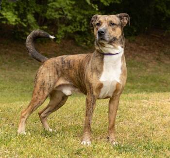 Naruto -  Mixed Breed Dog Available for Adoption in Durham, North Carolina - Naruto | PetCurious