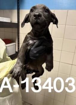 Josh -  Labrador Retriever Dog for Adoption in Estes Park, Colorado - Josh | PetCurious