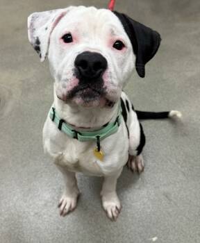Rescue American Bulldog and Mixed Breed Dogs for Adoption in Valley View, Ohio - Tom Collins | PetCurious