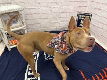 Drennan -  Mixed Breed Dog for Adoption in Detroit, Michigan - Drennan | PetCurious