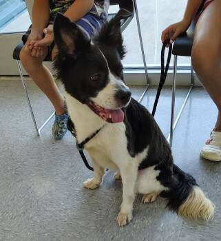 Rescue Border Collie Dogs for Adoption in Huntsville, Texas - Olivia | PetCurious