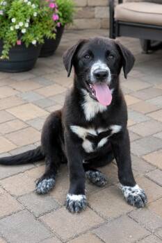 Chip -  Black Labrador Retriever Dog for Adoption - Chip | PetCurious