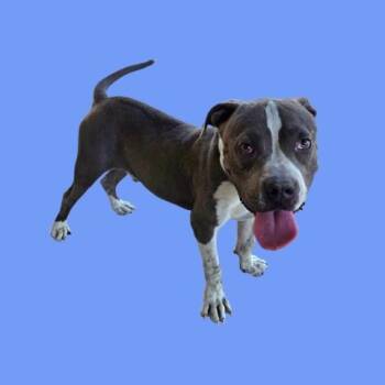 Spyro - URGENT - 24-HOUR NOTICE -  Pit Bull Terrier Dog for Adoption in Thousand Oaks, California - Spyro - URGENT - 24-HOUR NOTICE | PetCurious
