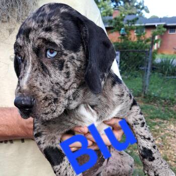 Blu -  Hound Dog for Adoption in Albany, New York - Blu | PetCurious
