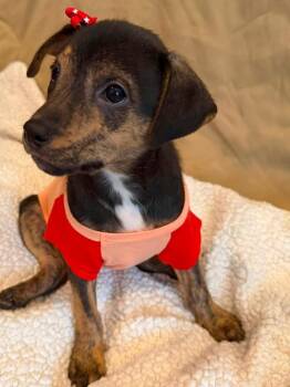 Idol -  Mixed Breed Dog for Adoption in Dunmore, Pennsylvania - Idol | PetCurious